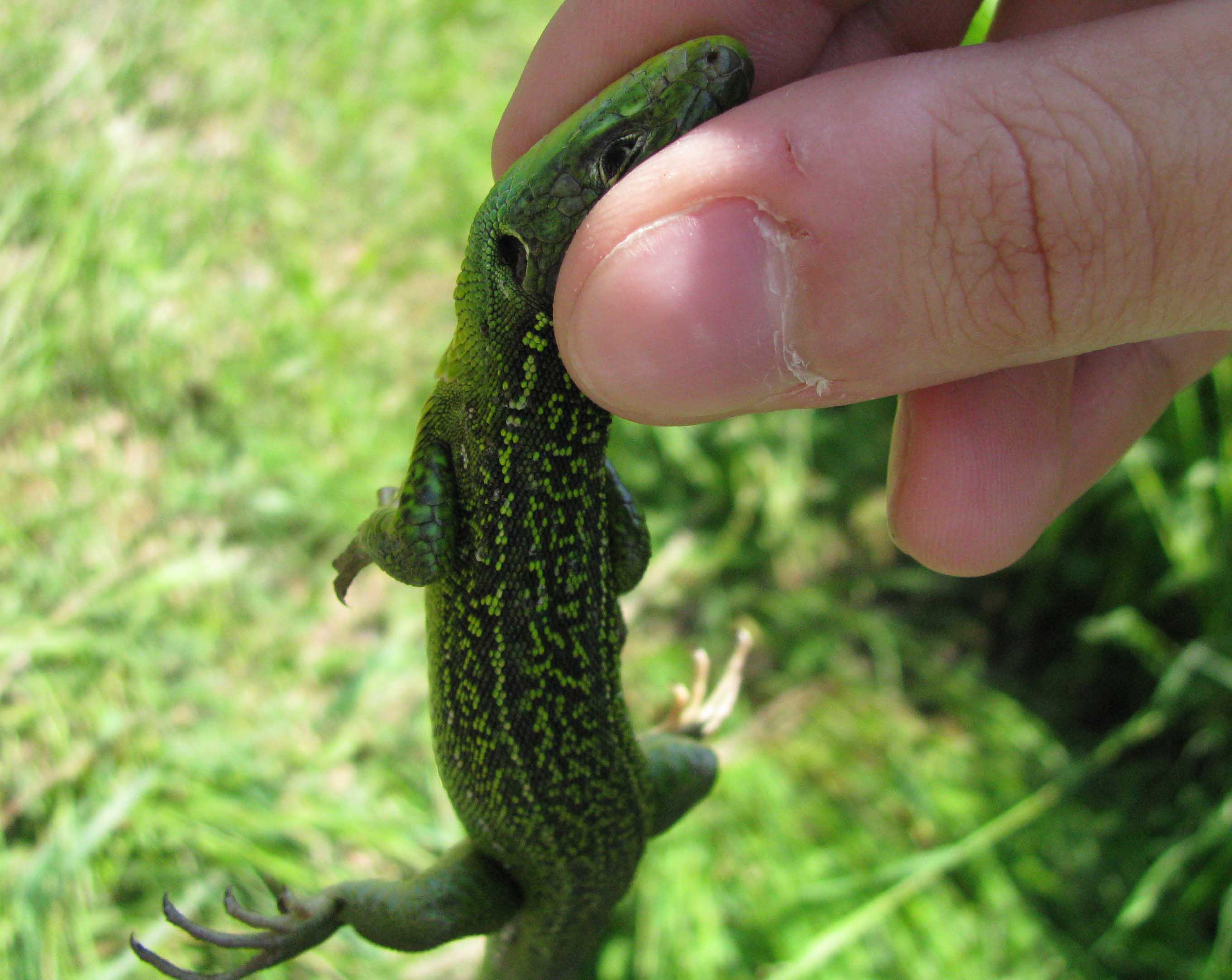 Lacerta bilineata